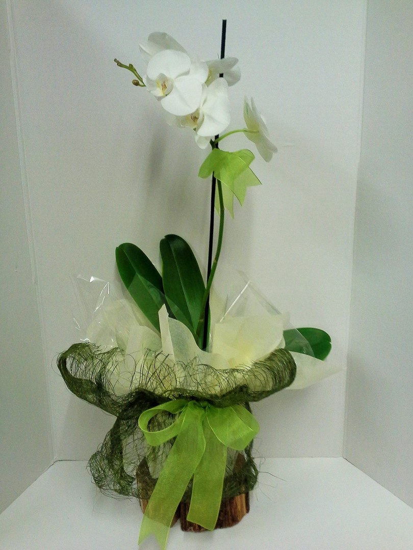 Phalaenopsis Gift wrapped Orchid image 0